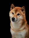 red dog on a black background. Shiba Inu in the studio Royalty Free Stock Photo