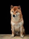 red dog on a black background. Shiba Inu in the studio Royalty Free Stock Photo