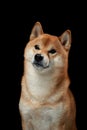 red dog on a black background. Shiba Inu in the studio Royalty Free Stock Photo