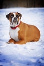 Red dog breed boxer in protruding teeth lies the winter snow, sm Royalty Free Stock Photo
