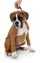 Red dog breed boxer on a white background. Royalty Free Stock Photo