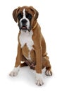 Red dog breed boxer on a white background. Royalty Free Stock Photo