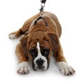 Red dog breed boxer a white background.