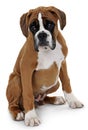 Red dog breed boxer on a white background.
