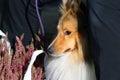 Red dog breed collie for a walk