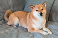 Red dog breed Shiba inu is lying on the grey sofa at home