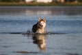 Red dog breed Siberian husky in the lake