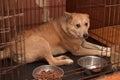 Red dog in a cage Royalty Free Stock Photo