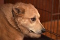 Red dog in a cage Royalty Free Stock Photo