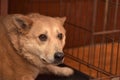 Red dog in a cage Royalty Free Stock Photo
