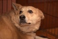 Red dog in a cage Royalty Free Stock Photo