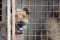 Red dog in a cage. Shelter for dogs. Aviary Royalty Free Stock Photo
