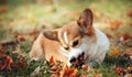 Red dog corgi pembroke lies on autumn leaves and gnawing lump