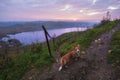 Red dog Corgi, travels across Russia. Malskaya valley overlooking the Gorodischenskoe lake Malskaya valley in the town of Izborsk, Royalty Free Stock Photo