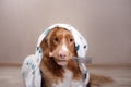 A dog in at home, after a shower