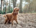 A red dog english spaniel breed stands in the sand against a background of forest