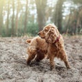 A red dog english spaniel breed stands in the sand against a background of forest