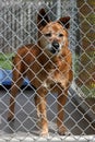A red dog in his cage at the animal shelter Royalty Free Stock Photo