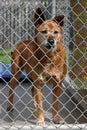 A red dog in his cage at the animal shelter