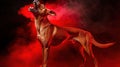 Red Dog Howling Studio Smoke Dramatic Poster Royalty Free Stock Photo
