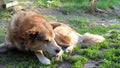 A red dog licks a wound on its paw while lying on the lawn. Defenseless animals, shelter