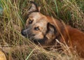 Red dog lying in the grass