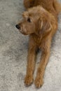 Red dog lying on sand