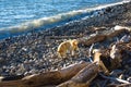 dog on a pebble beach with driftwood Royalty Free Stock Photo