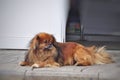 Red dog Pekingese Royalty Free Stock Photo