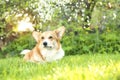 Red dog of the pembroke corgi breed lies in the spring cherry orchard on green grass Royalty Free Stock Photo