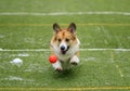 Red dog puppy Corgi fun runs and plays on the sports green area for the ball Royalty Free Stock Photo