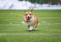 dog puppy Corgi has fun playing on the green sports field and catching the ball Royalty Free Stock Photo