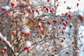 Red Dog rose Royalty Free Stock Photo