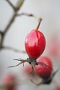 Red dog rose berry