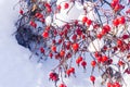 Red dog rose on a bush in the winter, close up dogrose berry on a background of snow, frozen rose hip berry Royalty Free Stock Photo