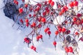 Red dog rose on a bush in the winter, close up dogrose berry on a background of snow, frozen rose hip berry Royalty Free Stock Photo