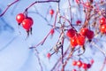 Red dog rose on a bush in the winter, close up dogrose berry on a background of snow, frozen rose hip berry Royalty Free Stock Photo