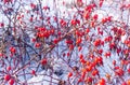 Red dog rose on a bush in the winter, close up dogrose berry on a background of snow, frozen rose hip berry Royalty Free Stock Photo