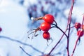 Red dog rose on a bush in the winter, close up dogrose berry on a background of snow, frozen rose hip berry Royalty Free Stock Photo