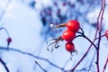 Red dog rose on a bush in the winter, close up dogrose berry on a background of snow, frozen rose hip berry Royalty Free Stock Photo