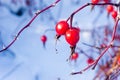 Red dog rose on a bush in the winter, close up dogrose berry on a background of snow, frozen rose hip berry Royalty Free Stock Photo