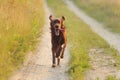 Red dog running against background green grass and sunset Royalty Free Stock Photo