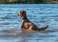 Red dog running  and playing in the water Royalty Free Stock Photo