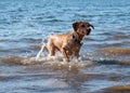 Red dog running  and playing in the water Royalty Free Stock Photo