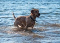 Red dog running  and playing in the water Royalty Free Stock Photo