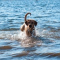Red dog running  and playing in the water Royalty Free Stock Photo