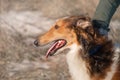 Red dog of the Russian Borzoi breed, greyhound, portrait, profile. Royalty Free Stock Photo