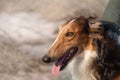 Red dog of the Russian Borzoi breed, greyhound, portrait, profile. Royalty Free Stock Photo