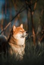 The red dog of the Shiba Inu breed basks in the sun