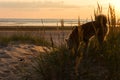 A red dog of the Shiba Inu breed walks alone in the tall grass at sunset on the shore of a large lake